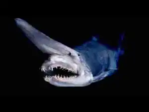 Video: TOP 10 Giant Dinosaur-Like Animals That Actually Still Exist